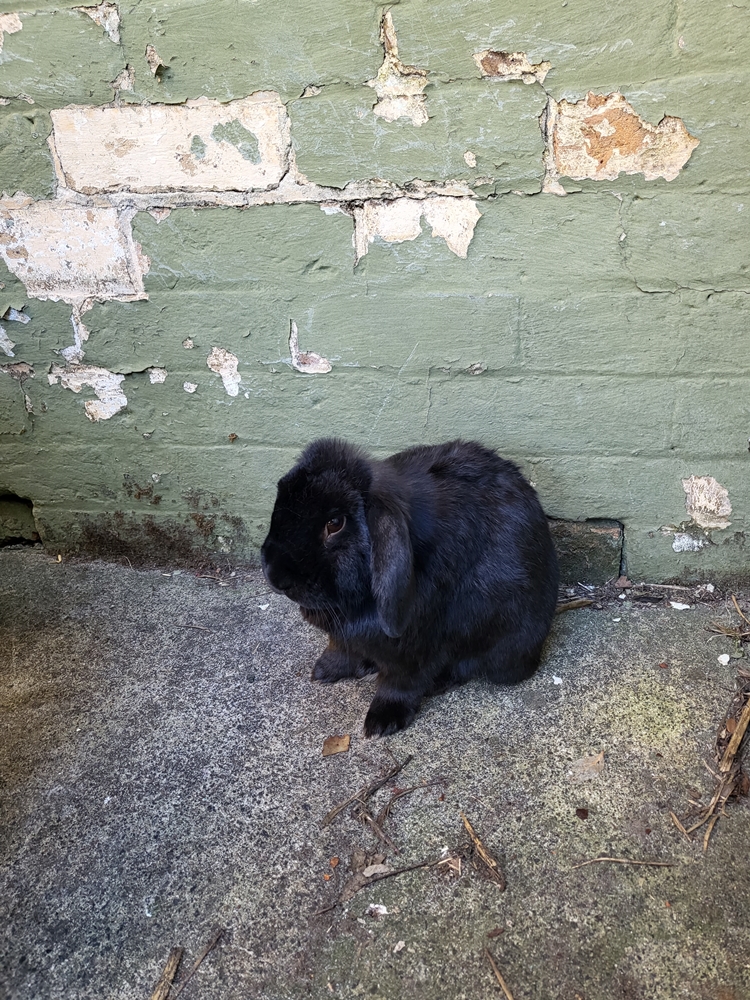 Gut stasis in Rabbits