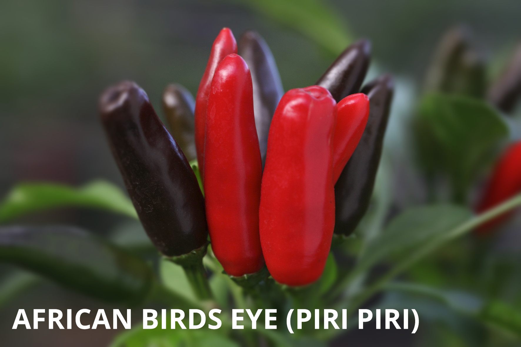 African Birds Eye (Piri Piri)