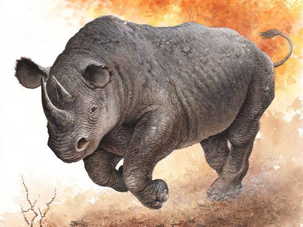 Lessons from the Rhinoceros - Character Sketches 4