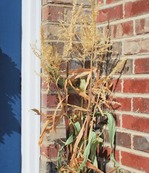 corn stalks