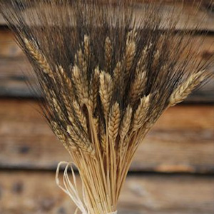 Dried Wheat Bundles