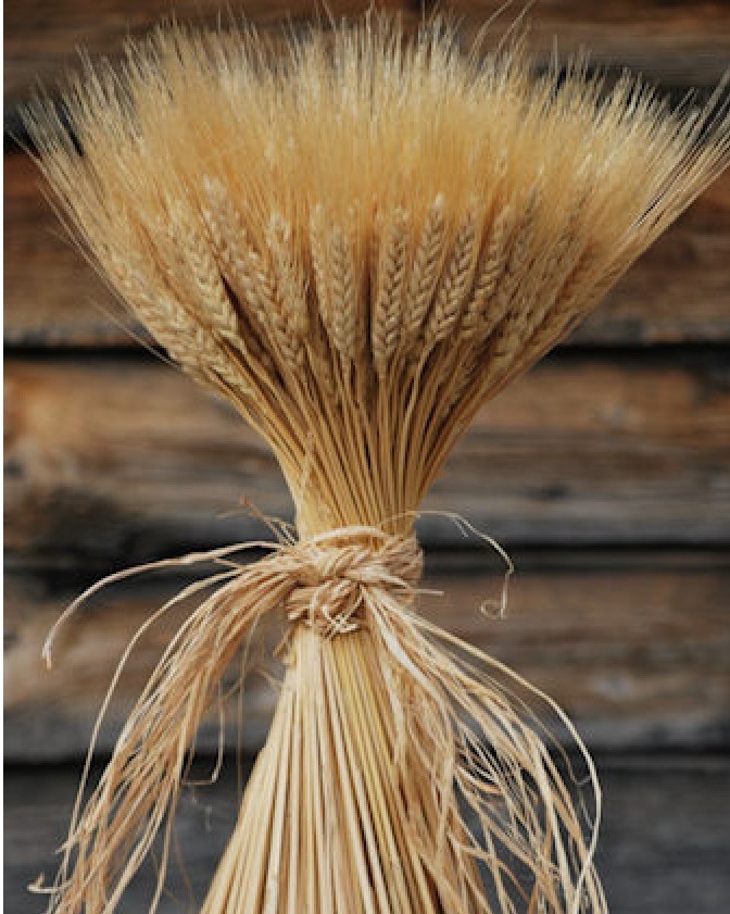 decorative wheat