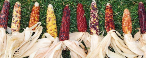 indian corn