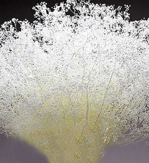 Stardust Gypsophila - Dried Baby's Breath