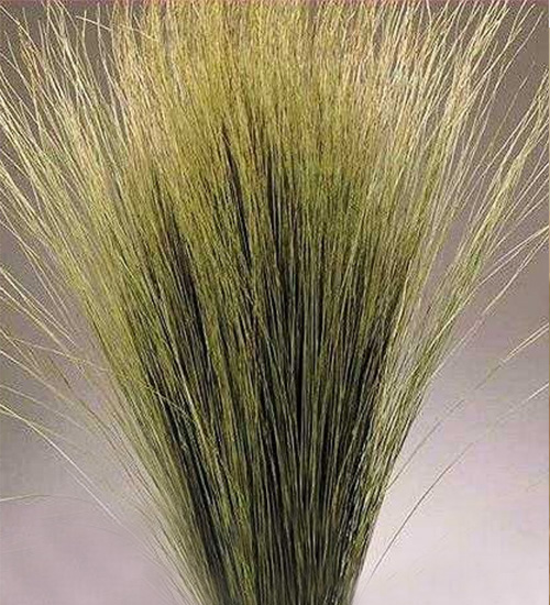 Dried Dune Grass - Natural