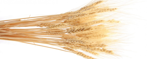 dried wheat