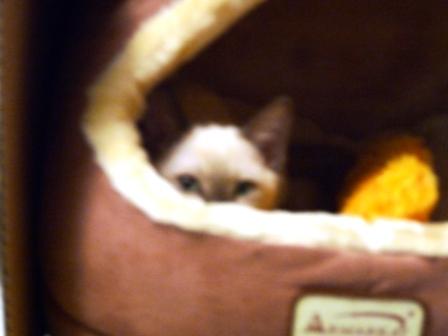 Photo of Melissa in a cat cave.