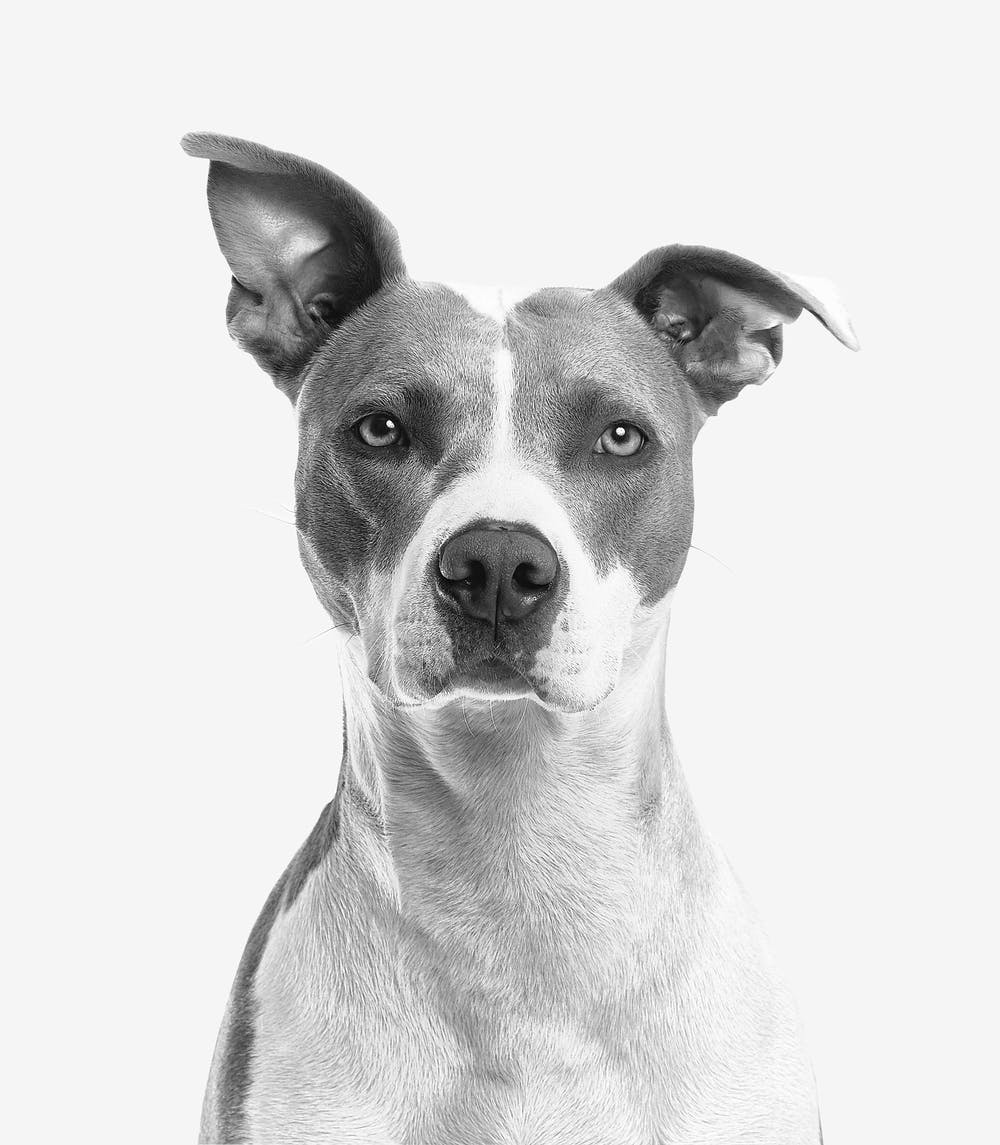 Black and White Dog Photo by Gilberto Reyes from Pexels