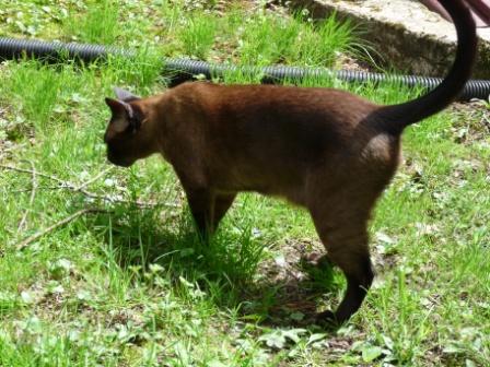 Melissa, a Thai Tonkinese cat, is sniffing for rodents.