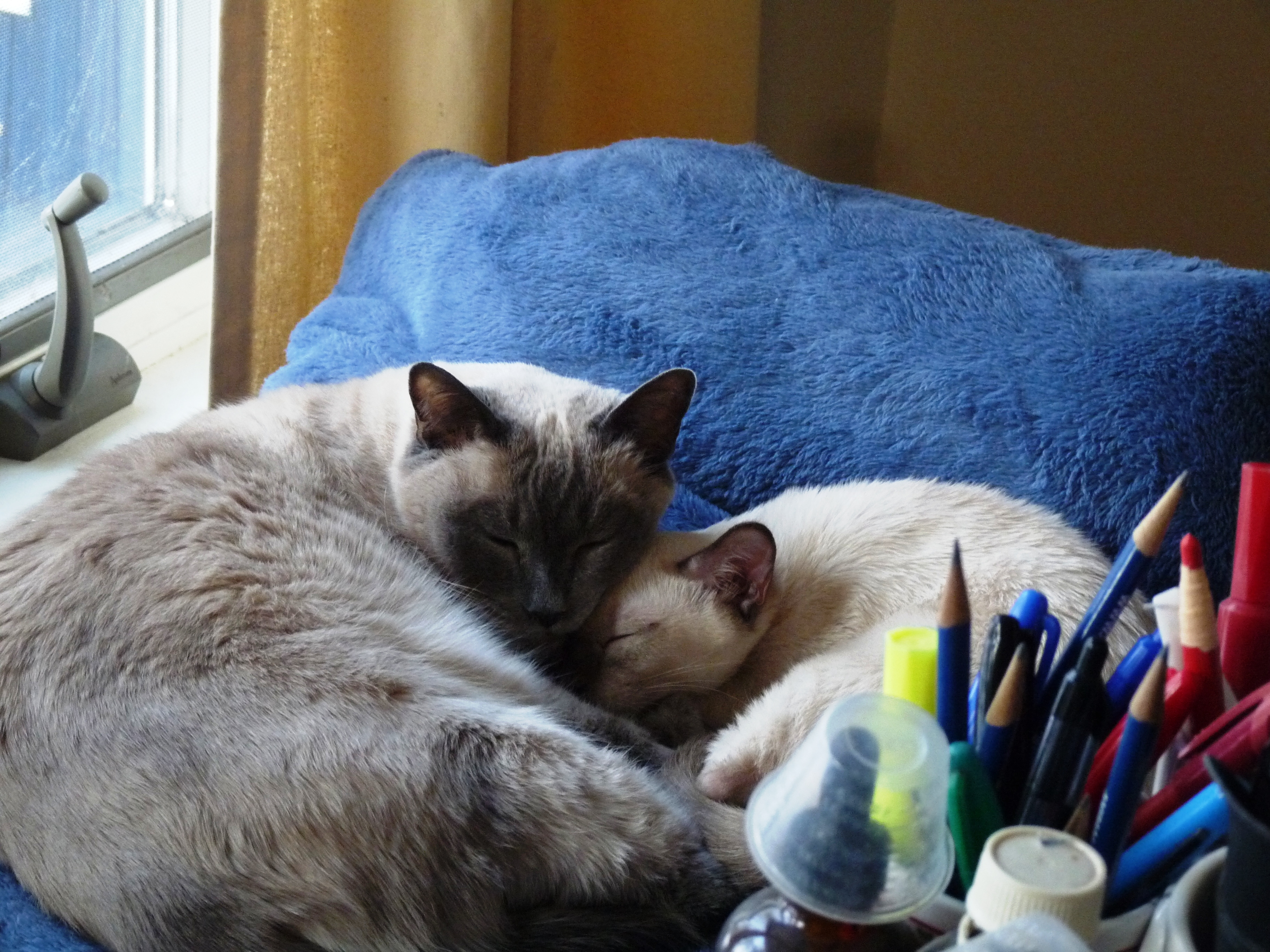 Early integration of Indian Spring Melissa and Starlight curled up together asleep.