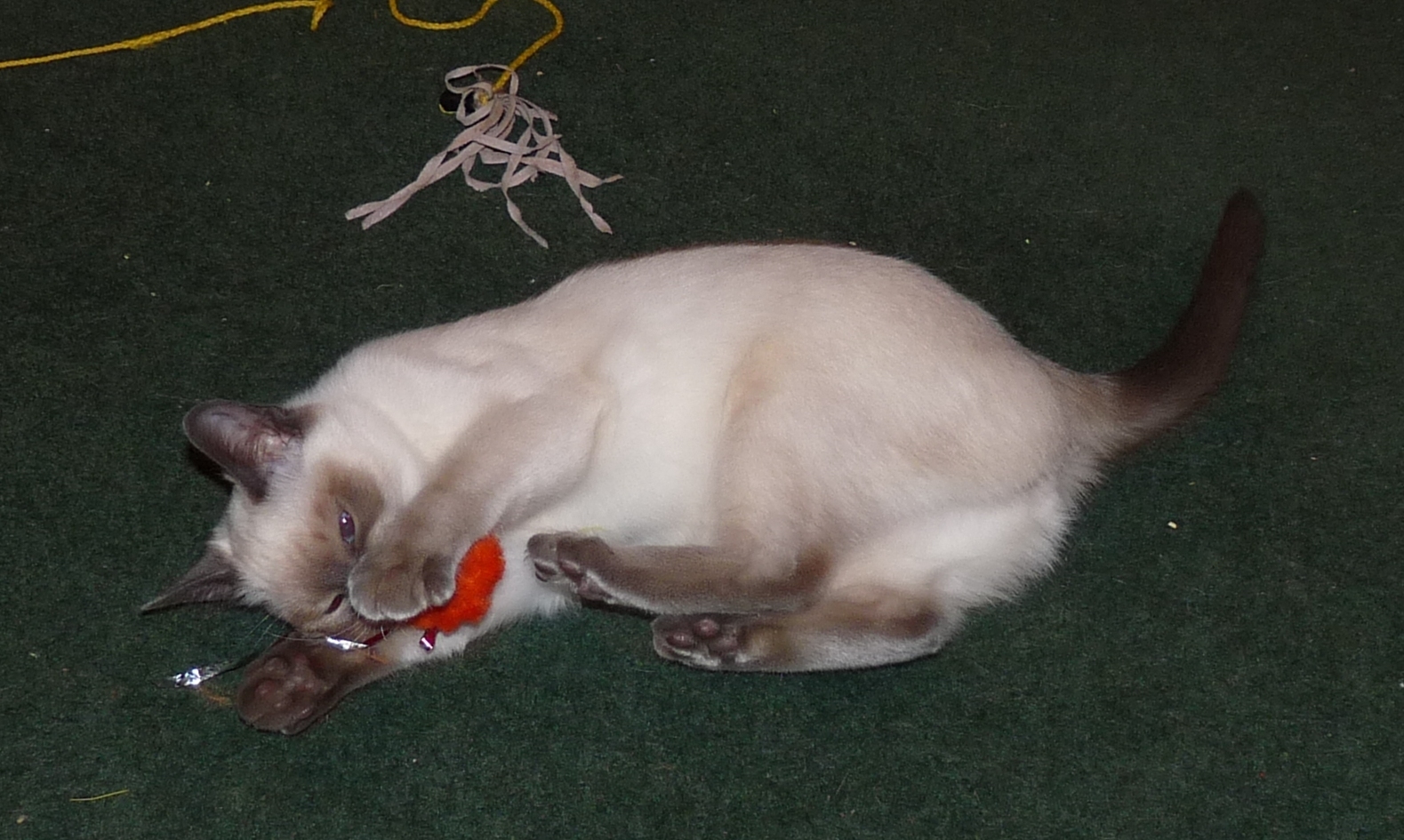 Starlight, an American Siamese cat, playing with a red toy.
