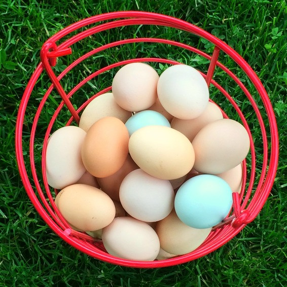Eggs in Basket