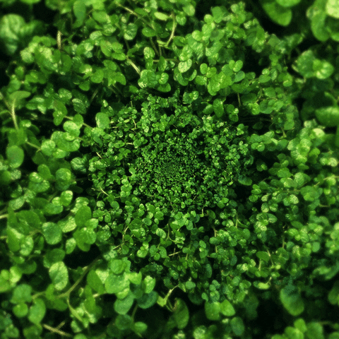 Free Guide: Check Out These Natural Remedies