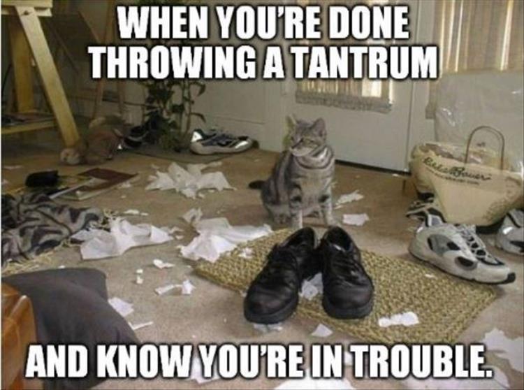 cat tantrum