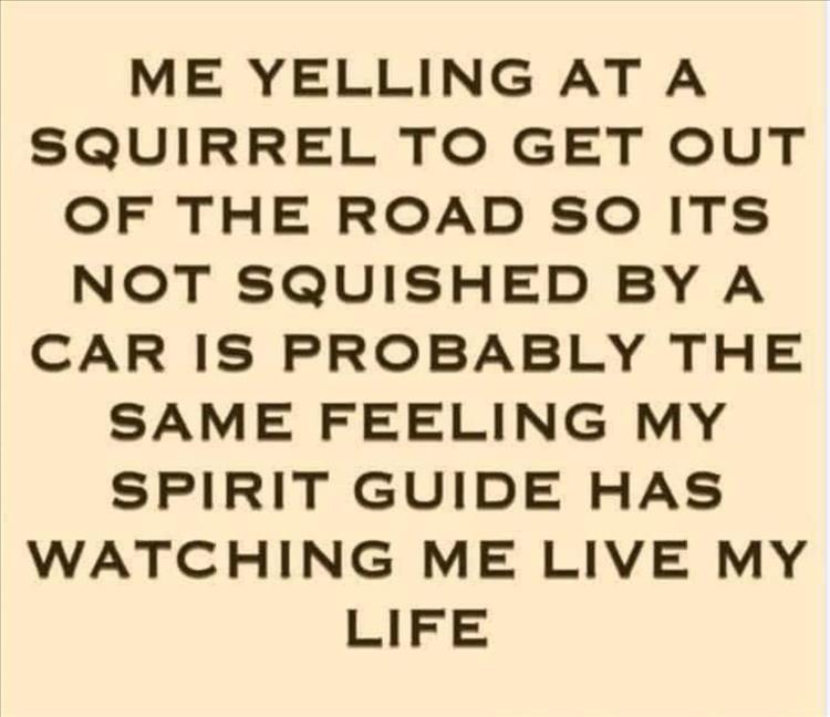 Squirrel