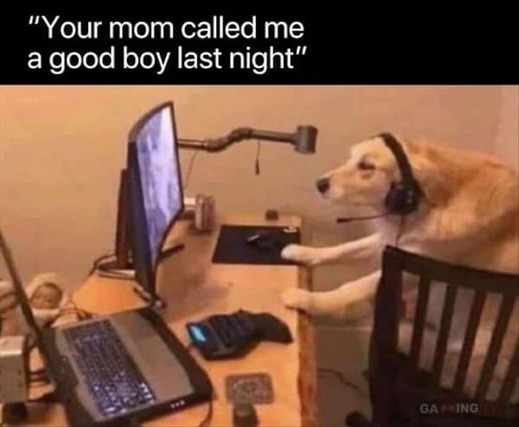 Good Boy