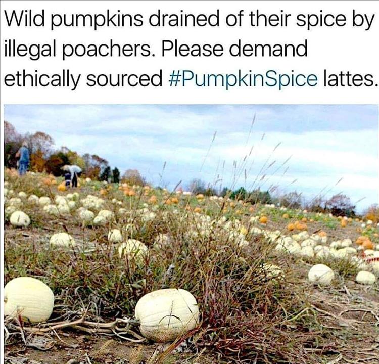 Pumpkin Spice
