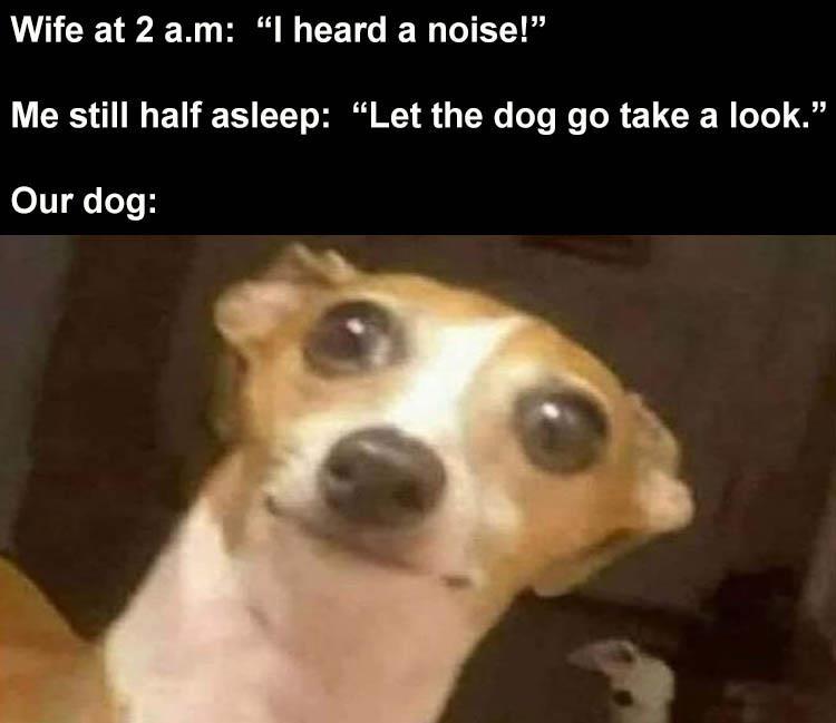 Dog