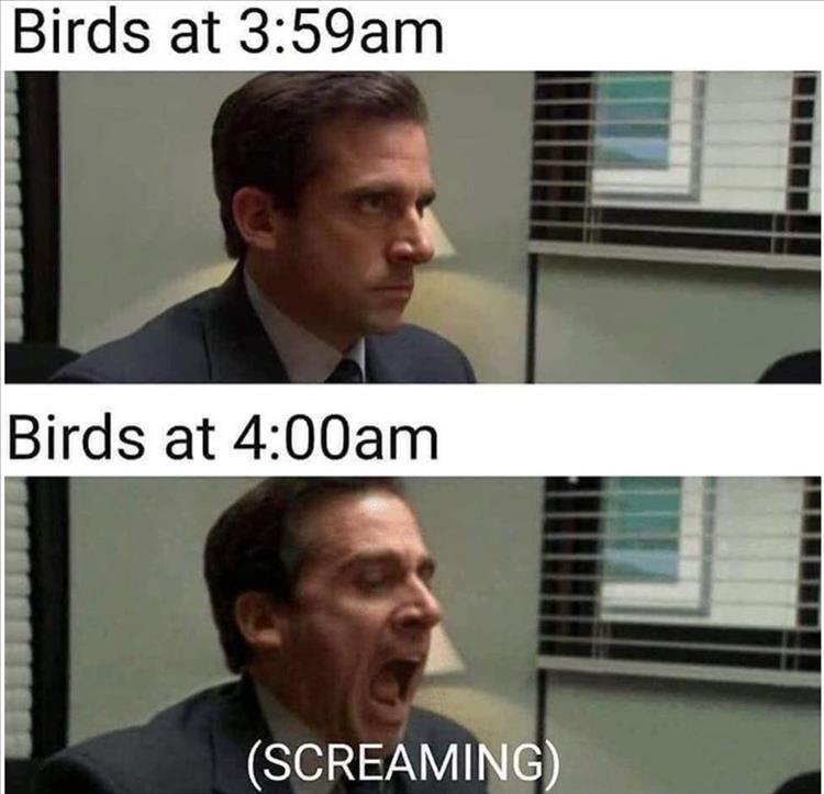 Birds