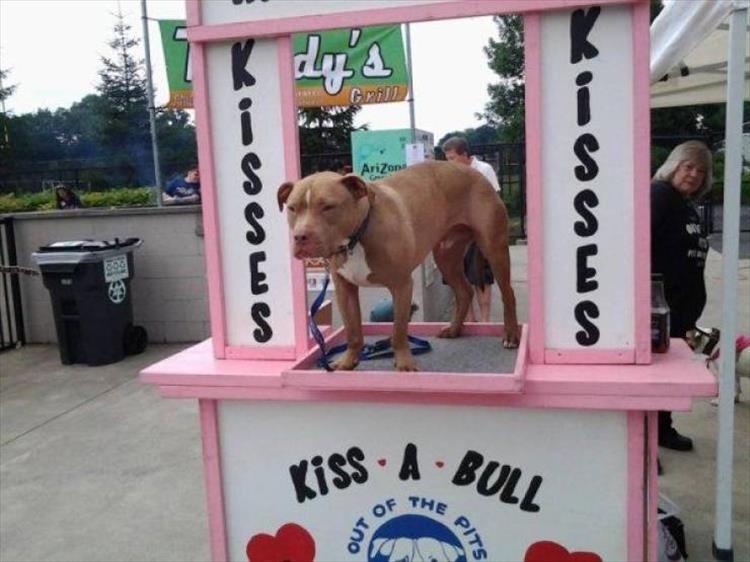 kiss a bull