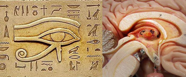pineal gland