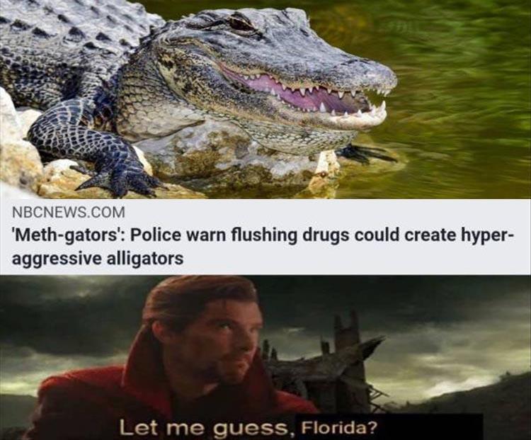 Gator