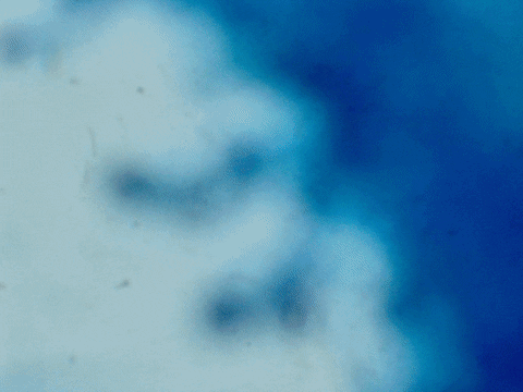 Download your complimentary eBook, Moldy? Now What?!