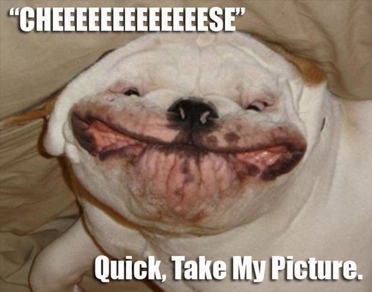 Cheese