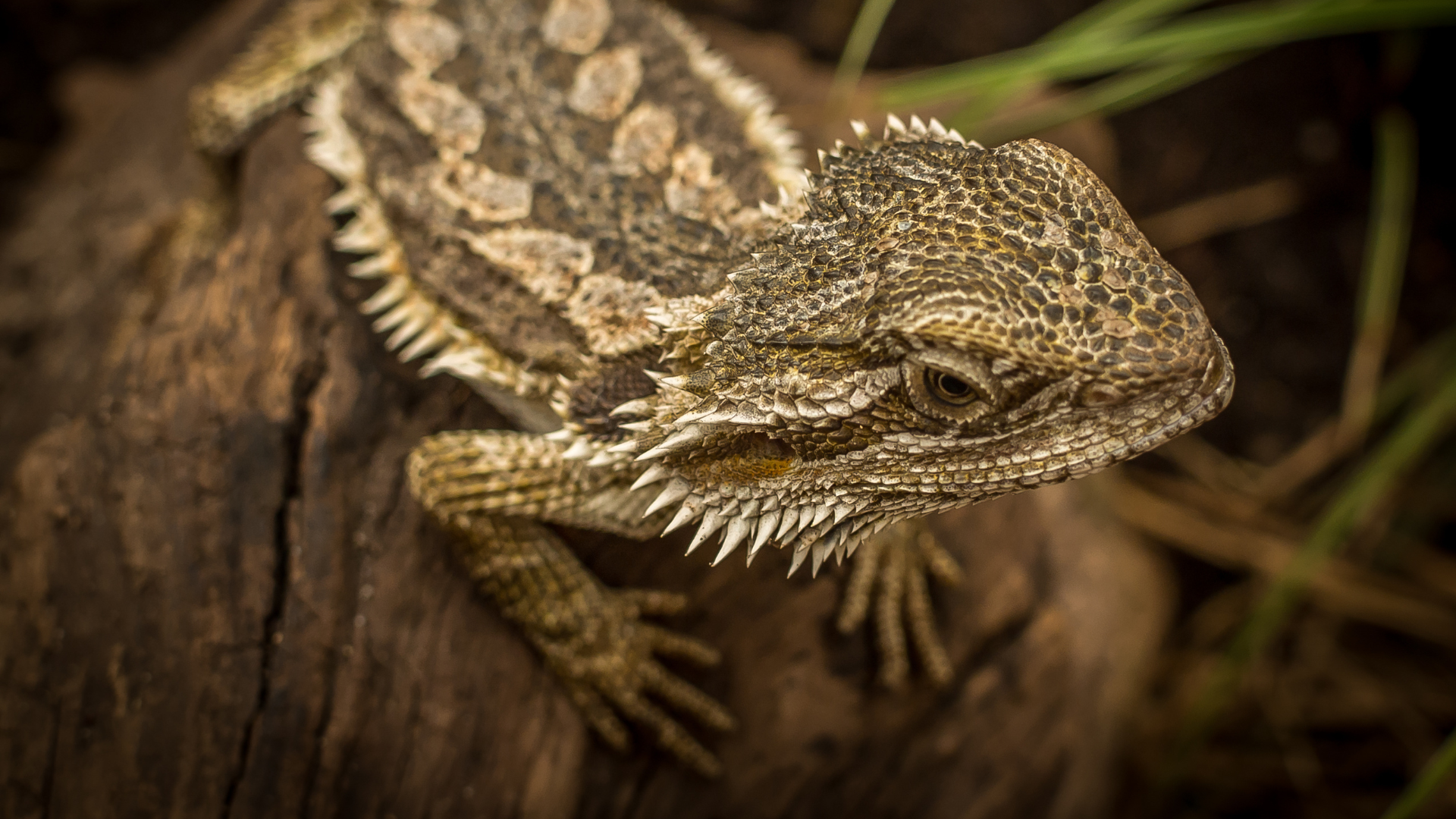 photo of lizard in a bioactive environment