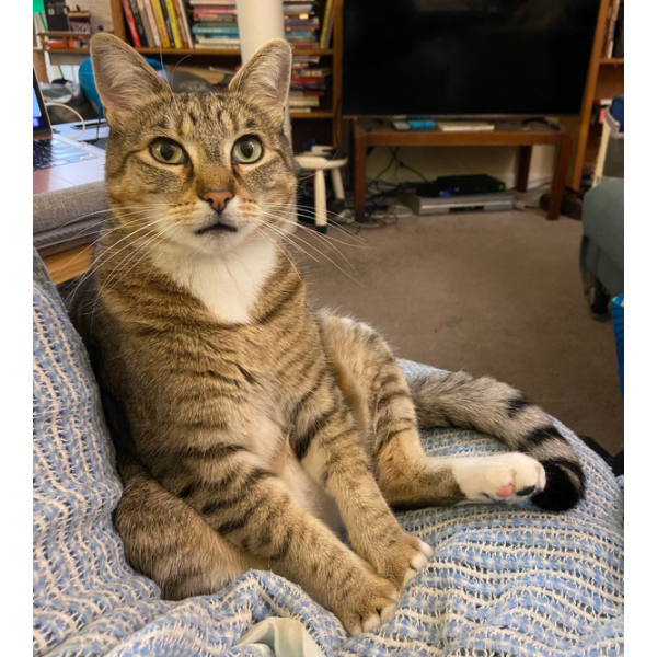 Rocket, the cat, who helps me edit, as cats do. he says Hi!