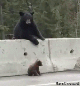 Mama bear rescuing her baby bear on a highway.