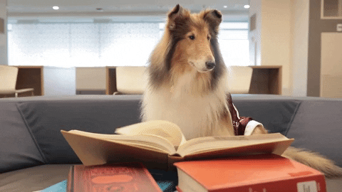dog in college reading a book