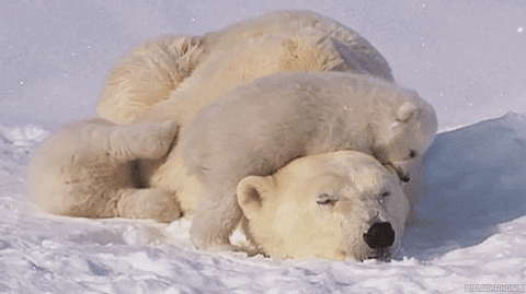 Mama bear and baby bear in snow