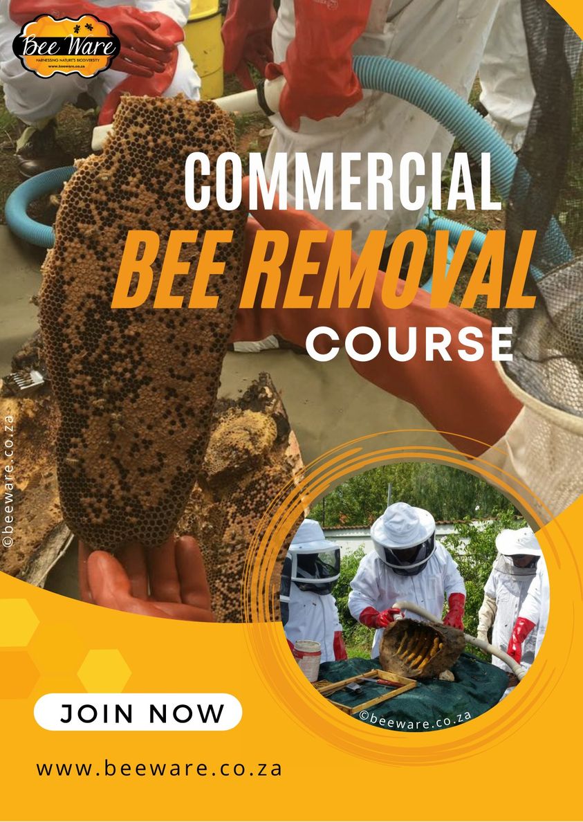Bee Removal Courses in Cape Town