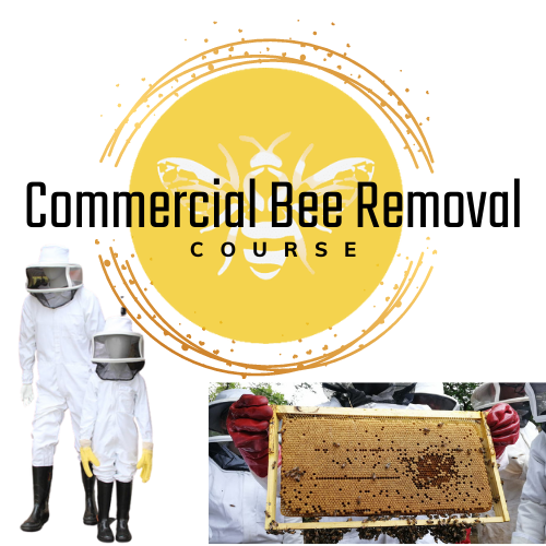 Commercial Bee Removal 