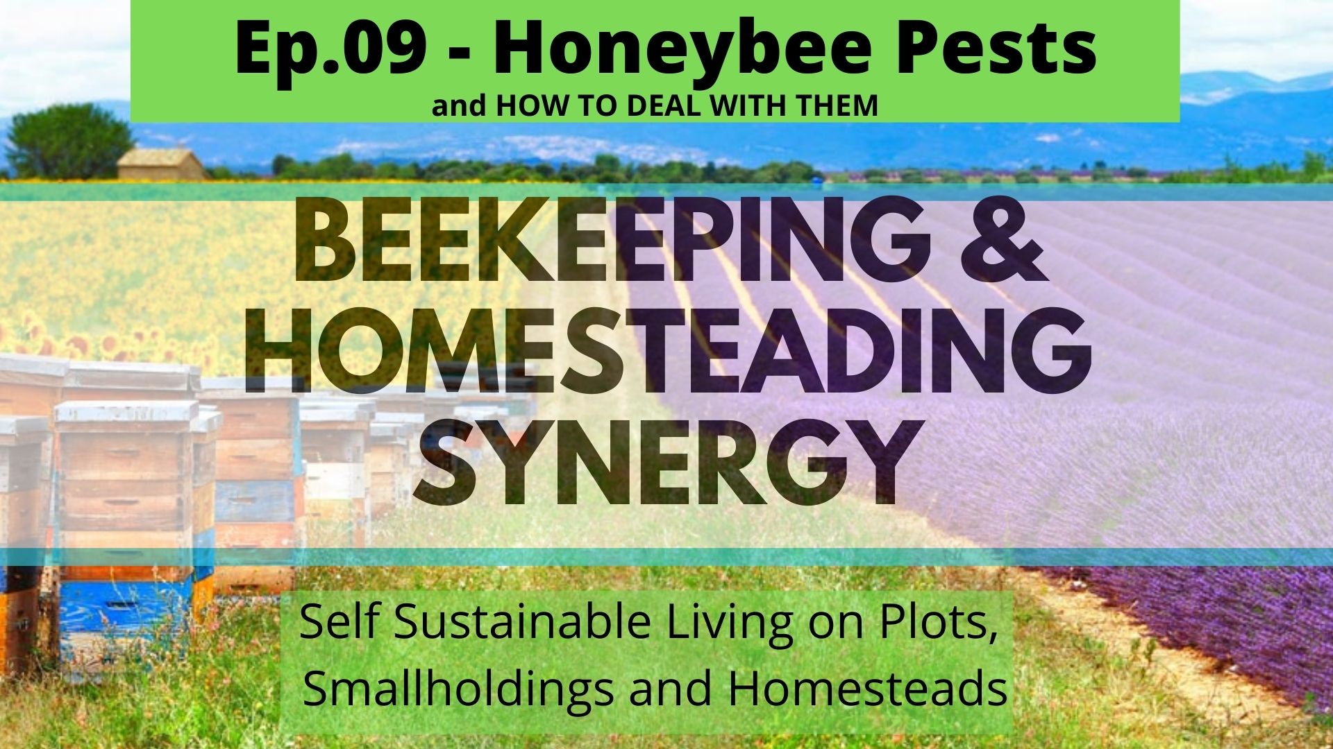 How to Deal with honey bee pests 