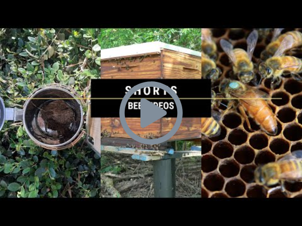 How to Prepare Your Bees For Spring To Get Best Honey Harvest