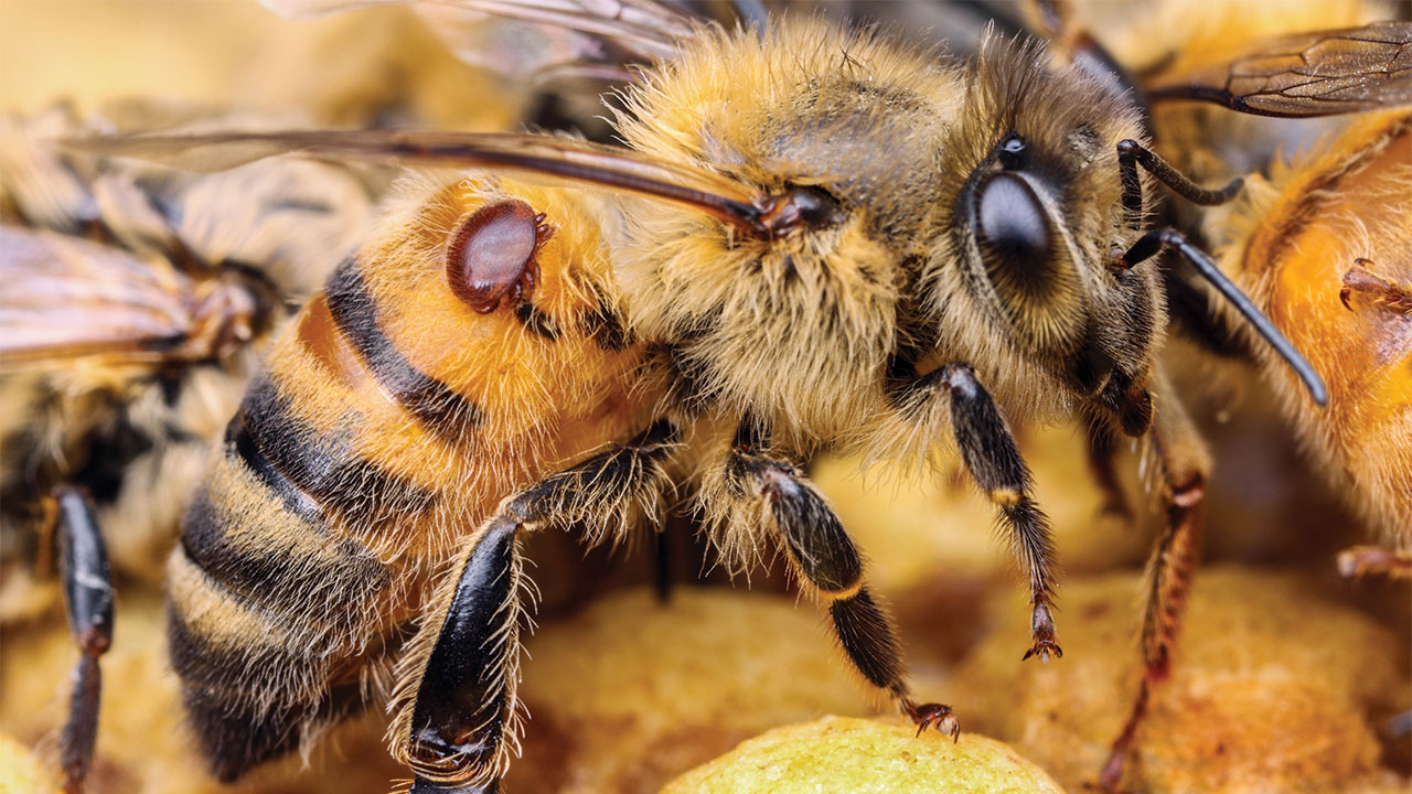 Varroa Mite is like the bee tick