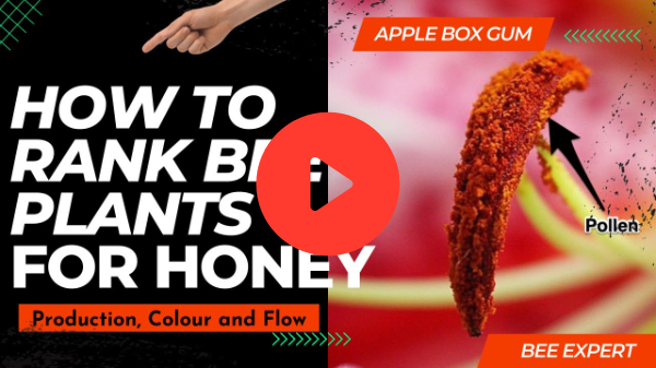 Ranking Apple Box Gum for Honey Production