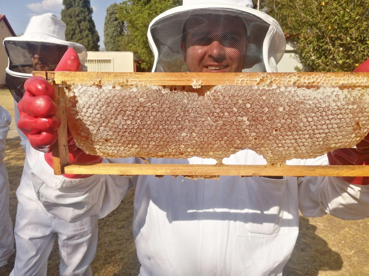 Bee Ware Student holding capped ripe honey ready for harvesting