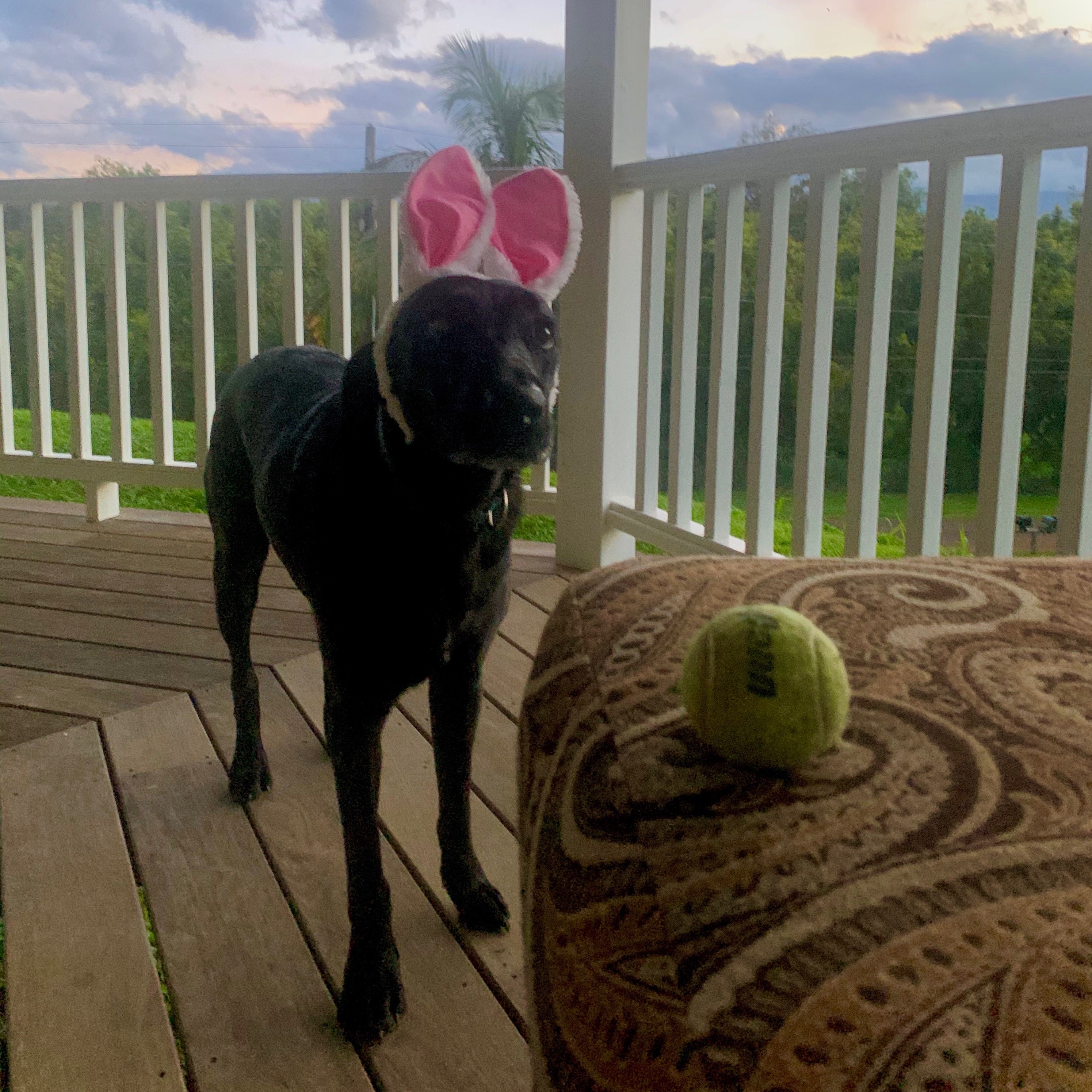 Dakota Morris Calig, 12-31-14 to 8-19-23